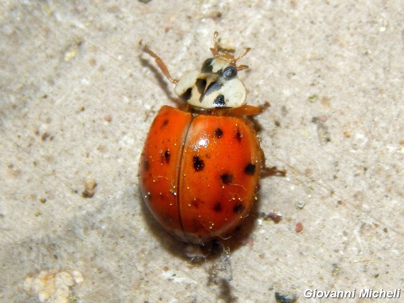 Coccinelle: tutte Harmonia axiridis